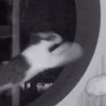 キャットホイールに乗った猫→全力で走り始めた結果…想像を超える『驚…