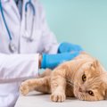 猫の『パンドラ症候群』ってどんな病気？見逃せない症状やサイン、対処法…