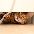 猫が『ドアの下から手を入れてくる』理由4選　トイレでもおかまいなし…