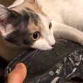 お気に入りのスリッパを捨てられたくない猫ちゃん