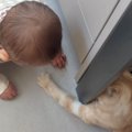 足元を見ると、赤ちゃんと猫が遊んでいて…とんでもなく可愛い『やり取…