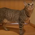 新入り子猫が気になって仕方ない！ソワソワ先住にゃんこくん