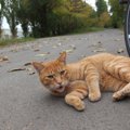 「大学猫たち」排除の方針に対し、猫愛が深い学生らが「抗議のキャン…