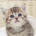 パヤパヤきゅるきゅるの赤ちゃん猫→成長後の『予想外の光景』が可愛す…
