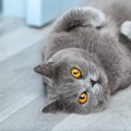 猫が飼い主の『愛情』を感じた時にすることとは？6つの行動