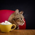 猫に生クリームを与えても大丈夫？注意点や好きな理由