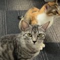 猫ちゃんもびっくり？！アプリで意外な結果