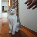 1つのハンドアクションでそれぞれ変わる猫ちゃん達の反応