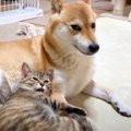 柴犬のお腹に頭を乗っけた猫…まさかすぎる『数秒後の光景』が62万再生…