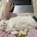 「リモートワークのお供に猫は必須」お仕事している飼い主の手元には……