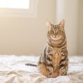猫が飼い主から『離れて寝ようとする』理由5つ　愛猫の心理から一緒に寝る…