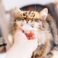 【研究で判明】猫の信頼は「予測可能な飼い主」が育てる！“安定した行動の…