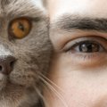 猫との関係が深まる『理想的なスキンシップ』のコツ3つ