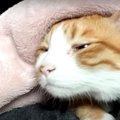 幸せな時間♡猫ちゃんの二度寝タイム！