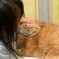 『長女が撫でているのは本当に猫…？』爆笑必至の表情が116万表示の大…