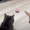 飼い主さんがベルを指さして『チリンチリン』と声をかけると……猫の行動が…