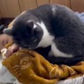 赤ちゃんの隣で一緒に寝たい猫→そっと近づいていき…尊さあふれる『添い寝…