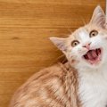 猫の鳴き声がうるさい時の心理5つ！対策まで