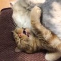 妹猫が兄猫を押さえつけている現場を目撃→喧嘩かと思ったら…『まさか…