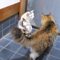 猫ちゃん、良い所を見せるチャンス到来？！