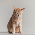 愛猫が『突然甘えてくれなくなった』考えられる5つの理由　心配すべきサイ…