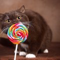 猫が飴を食べるのは大丈夫？対処法や与えても良い物