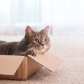 愛猫を『わがままにさせない』上手なしつけ方3つ♪飼い主の行動で大きく変…