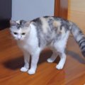 猫ちゃんのひとり遊び♪