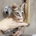 保護子猫を『すごい動物病院』に連れて行った結果…予想外すぎる『動物…