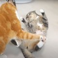 オモチャをかけて猫さんたちの喧嘩勃発！！