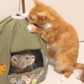 安らぎの猫ハウスが一転！落ち着かない場所に！？