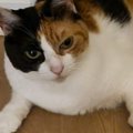 深夜、ベッドにいるはずの猫がいなくて探していたら…電気をつけた瞬間…
