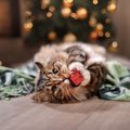 もうすぐクリスマス！ツリーやオーナメントの猫対策６選