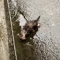 『大雨のなか弱っていた子猫』を保護して２年後…大きな悲しみを乗り越…