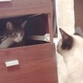 「あーこんにゃ所に空洞がー」猫ちゃんあるあるその1