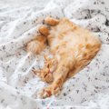 猫が『飼い主の布団を占領する』5つの理由　注意すべきポイントと上手な対…