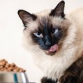 猫がごはんを食べ散らかしてしまう原因と対処法４つ