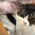 膝の上に乗ってアピール！甘えたくて仕方ない猫ちゃん♡