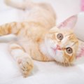 猫がつい『甘えたくなる人』の特徴5つ