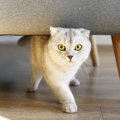 猫が同じところを行ったり来たりする心理５つ