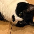 飼い主『2度見したｗ』→床を見たら、猫たちが…『可愛すぎる寝姿』に癒され…