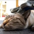 お風呂の前に…！猫ちゃん達の爪切り&ブラッシング♪