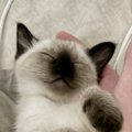 「可愛すぎて気絶した」すやすやと眠る子猫を見たら…エビフライそっくりな…