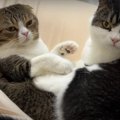 大きくなっても大好き♡パパ猫と息子猫の可愛い関係