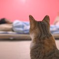 子猫が『体調不良のパパ』を見たら…"優しさ溢れる行動"に感…