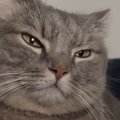 パパと一緒に『ベッドでくつろぎ始めた猫』→手を目の前に出されると…尊す…