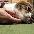 一緒にゴロゴロ幸せ！飼い主さんに甘える猫さん！