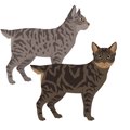 【獣医師監修】デザートリンクスってどんな猫？特徴や性格から飼う前の注…