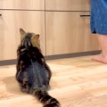 キッチンに立っていると、足元に猫がやってきて…期待のあまり見せた『…