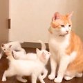 ５匹の保護子猫と初対面した先住猫→まわりを囲まれてしまい…予想外な…